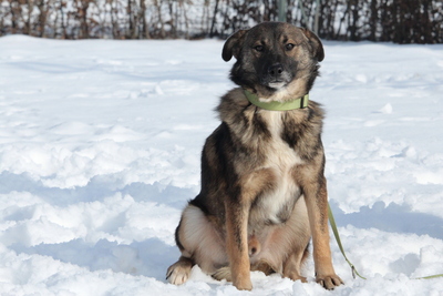 Juli, Mischling - Rüde