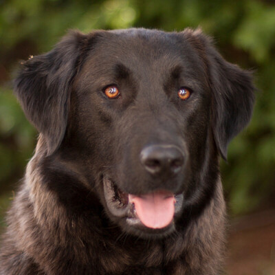 Juliane, Retriever-Mix - Hündin