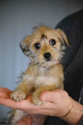 Julie sucht ihre Familie, Yorki-Malteser-Mischling Welpen - Hündin