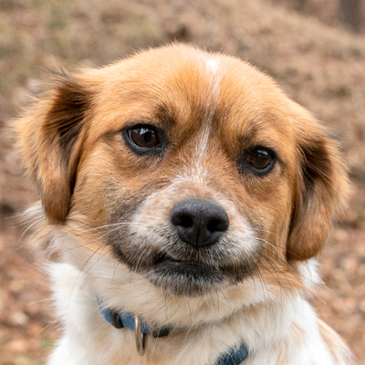 Julisch, Mischling - Hündin