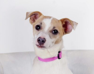 July, Mischling Welpen - Hündin