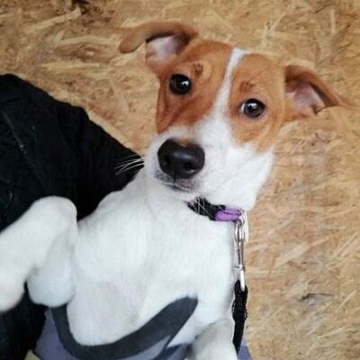 💥🍀July Parson Jack Russell Mischling 💖👌, Parson Jack Russell Mischling - Hündin
