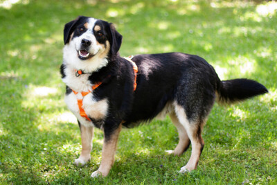 Jumo, Mini-Berner-Mix - Rüde