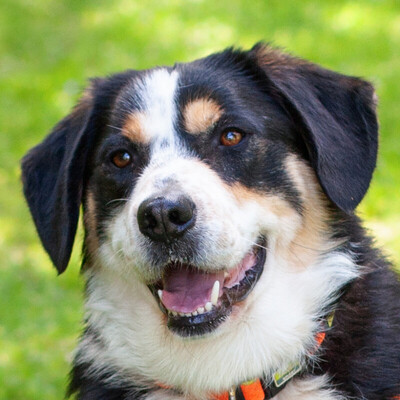 Jumo, Mini-Berner-Mix - Rüde