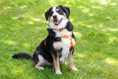 Jumo, Mini-Berner-Mix - Rüde