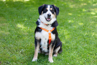 Jumo, Mini-Berner-Mix - Rüde