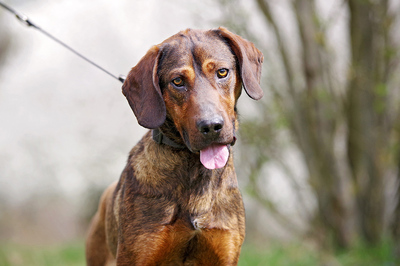 Jumper, Jagdhundmischling Welpen - Rüde