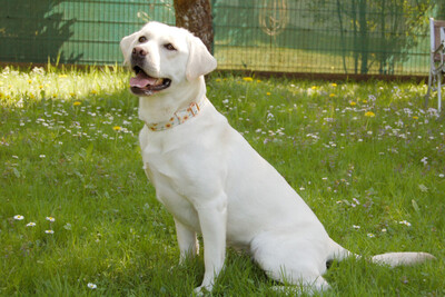 Juna, Labrador - Hündin