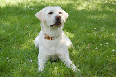 Juna, Labrador - Hündin
