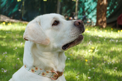 Juna, Labrador - Hündin