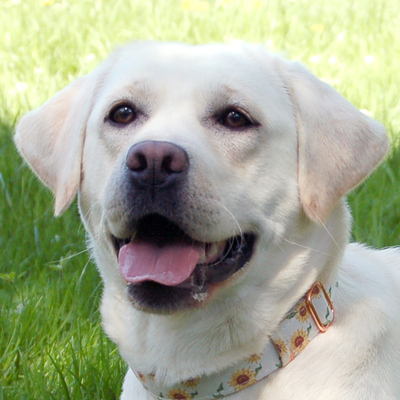 Juna, Labrador - Hündin