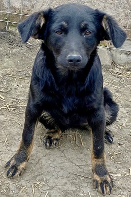 Juna, MIx - Hündin