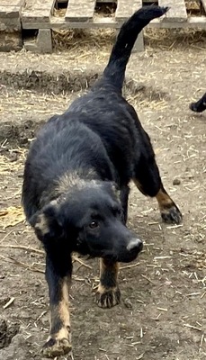 Juna, MIx - Hündin