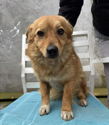 Juna, Mischling - Hündin