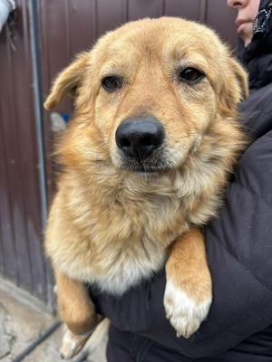 Juna, Mischling - Hündin