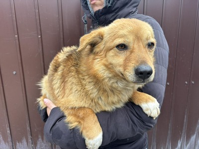 Juna, Mischling - Hündin