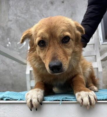 Juna, Mischling - Hündin