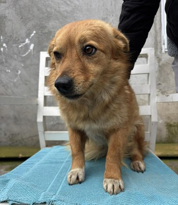 Juna, Mischling - Hündin