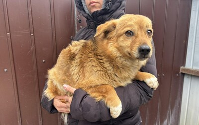 Juna, Mischling - Hündin