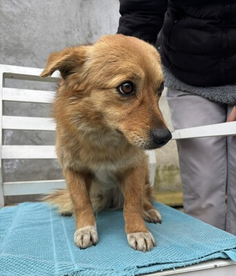 Juna, Mischling - Hündin