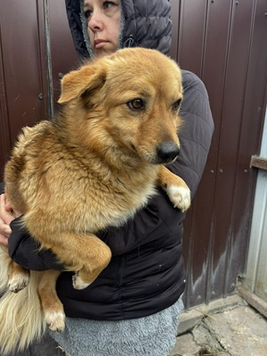 Juna, Mischling - Hündin