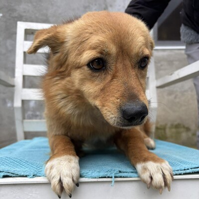 Juna, Mischling - Hündin