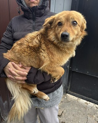 Juna, Mischling - Hündin