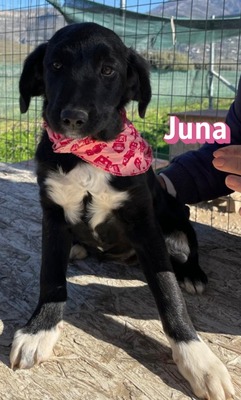 Juna, Mischling Welpen - Hündin