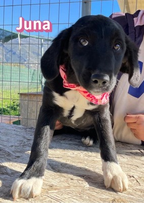 Juna, Mischling Welpen - Hündin