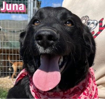 Juna, Mischling Welpen - Hündin