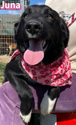 Juna, Mischling Welpen - Hündin