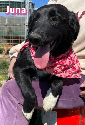 Juna, Mischling Welpen - Hündin