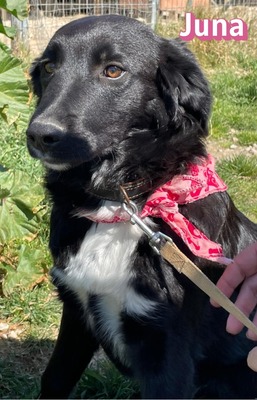 Juna, Mischling Welpen - Hündin
