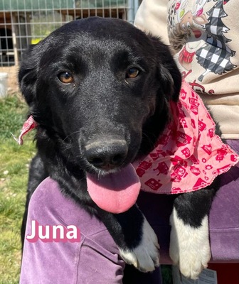 Juna, Mischling Welpen - Hündin
