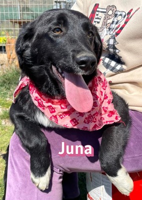 Juna, Mischling Welpen - Hündin
