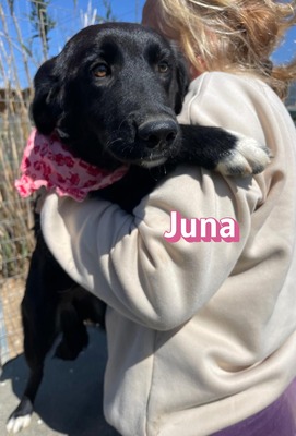 Juna, Mischling Welpen - Hündin