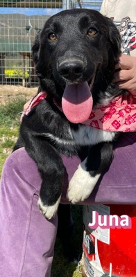 Juna, Mischling Welpen - Hündin