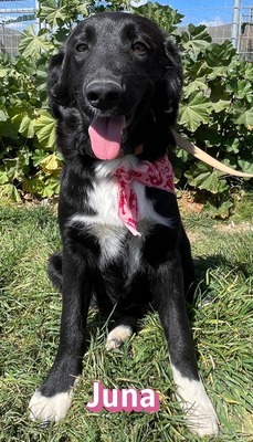 Juna, Mischling Welpen - Hündin