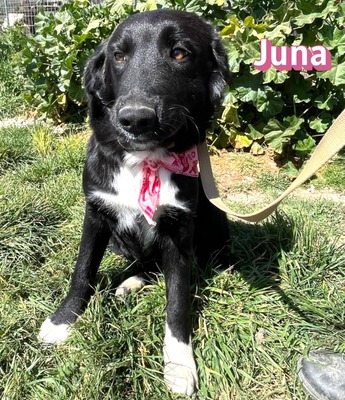 Juna, Mischling Welpen - Hündin