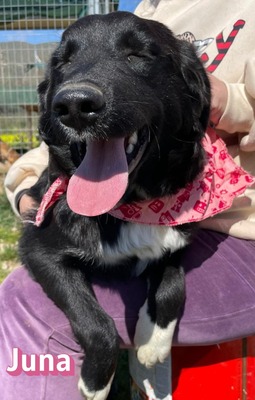 Juna, Mischling Welpen - Hündin