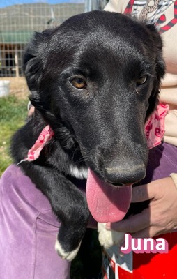 Juna, Mischling Welpen - Hündin