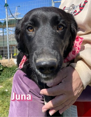 Juna, Mischling Welpen - Hündin