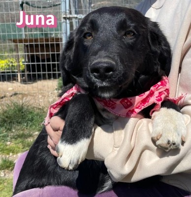 Juna, Mischling Welpen - Hündin
