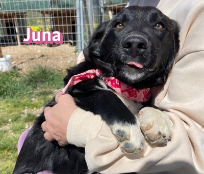 Juna, Mischling Welpen - Hündin