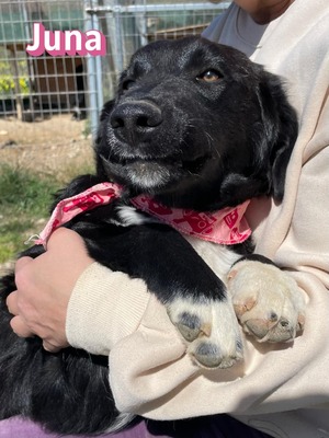Juna, Mischling Welpen - Hündin