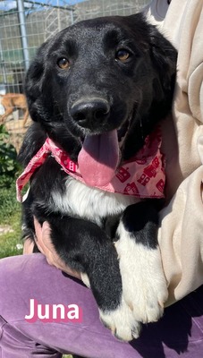 Juna, Mischling Welpen - Hündin