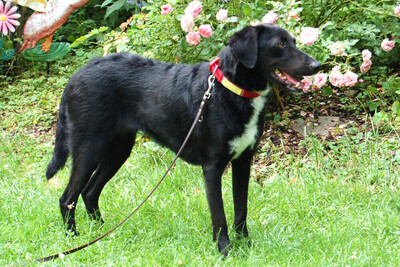 June, Mischling - Hündin