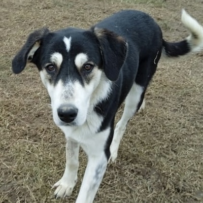 June - eine wunderbarer Begleithündin mit treuem Charakter, Schäferhund-Mischling - Hündin