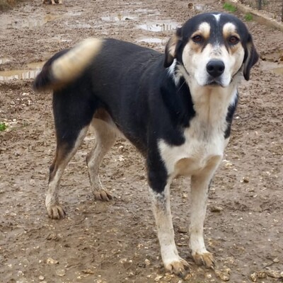 June - eine wunderbarer Begleithündin mit treuem Charakter, Schäferhund-Mischling - Hündin