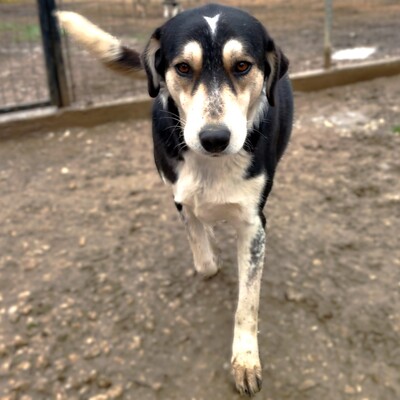 June - eine wunderbarer Begleithündin mit treuem Charakter, Schäferhund-Mischling - Hündin